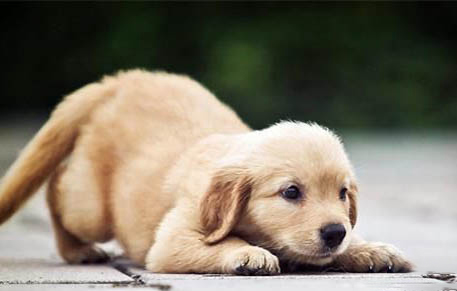 幼犬犬瘟热初期症状有哪些