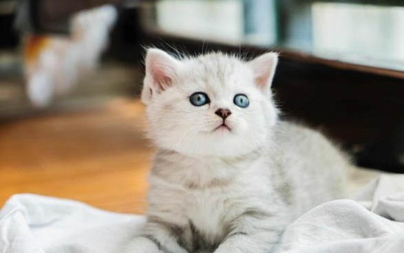 猫流产原因
