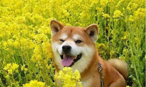 如何自制狗粮 柴犬吃