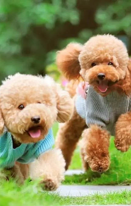 泰迪和贵宾犬是同一个品种吗
