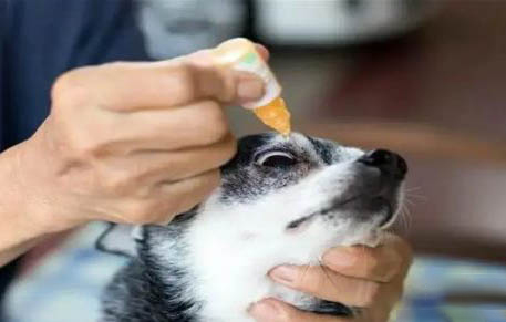 大型的狗狗品种有哪些？
