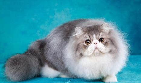 小奶猫呛奶会有哪些症状？