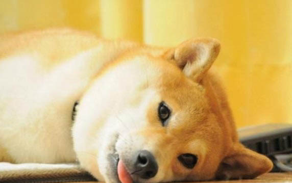 狗狗能吃生鸡架吗