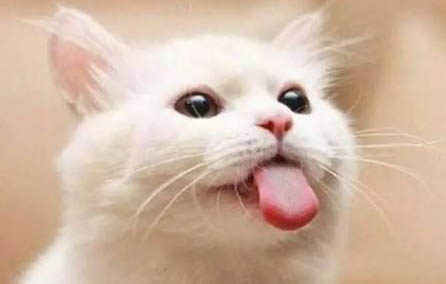 猫的舌头为什么会有刺？