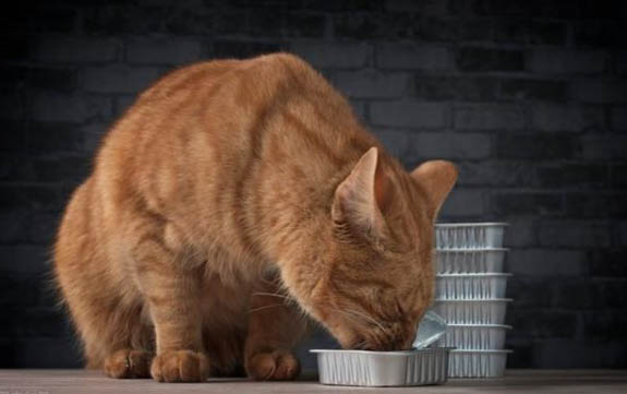 猫咪张着嘴巴呼吸急促为什么