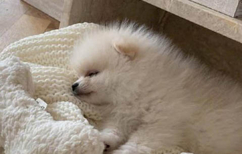 狗狗驱虫10天后还是拉虫子正常吗