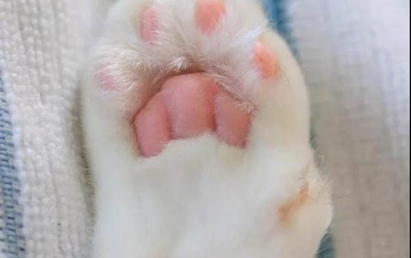 猫往被子上尿是为什么