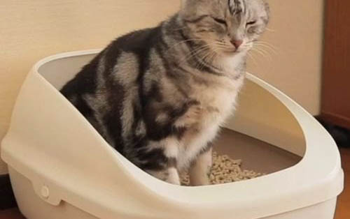 小猫后腿伸不直带着后腿站不起来