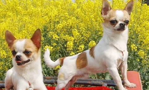 导致吉娃娃犬口臭的原因
