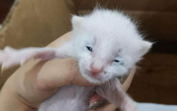 小猫鼻子很干是怎么回事?
