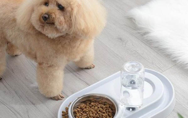 狗狗细小拉血了还有救吗