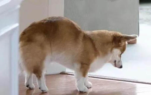 狗狗体外驱虫时注意事项有哪些
