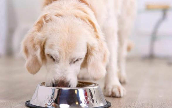 狗狗可以吃猪肉吗