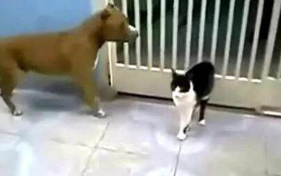 猫咪喝羊奶粉拉肚子的原因及处理方法