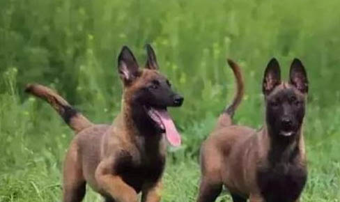 马犬适合笼子还是拴着