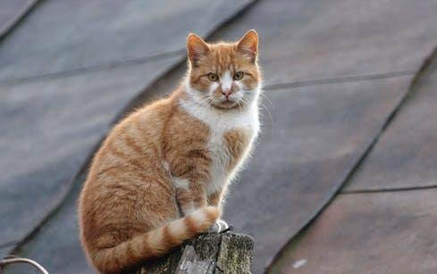 猫咪发烧的症状