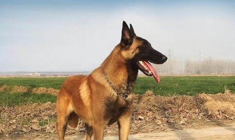 马犬如何看纯度