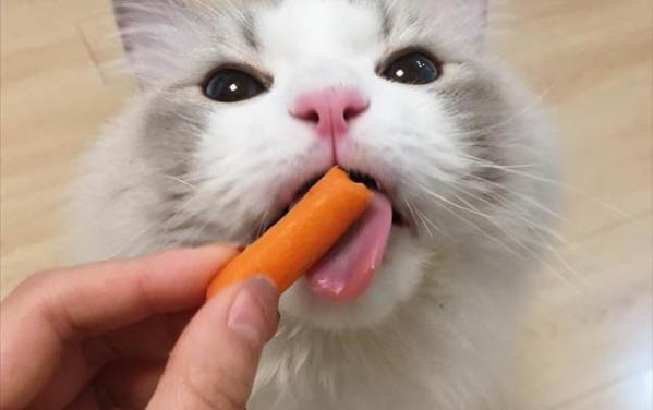 猫吐绿色的水什么原因