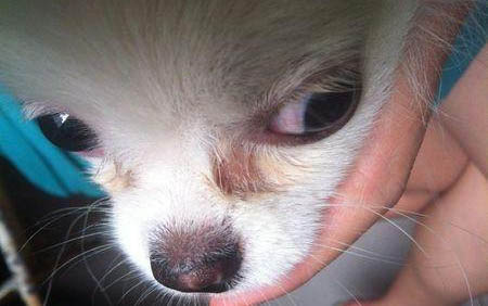 挪威猎麋犬窝咳吃什么药最好