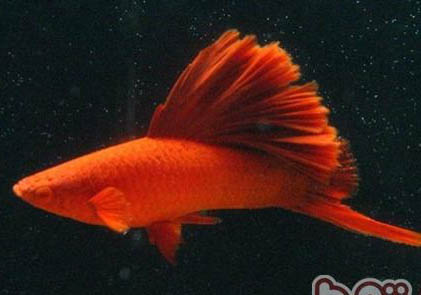 红色金鱼身上长黑斑是什