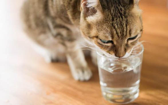 小猫脱肛能活多少天?