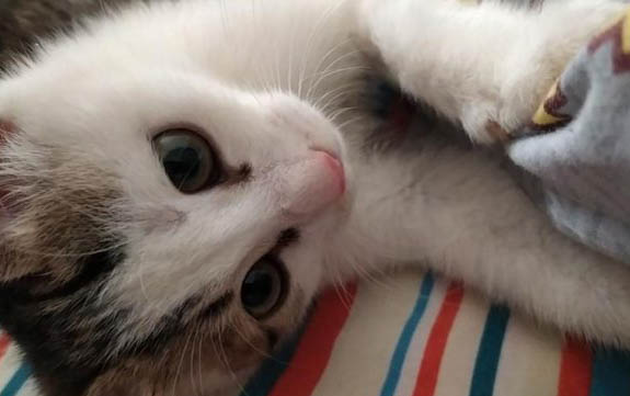 怎么让猫咪不乱尿