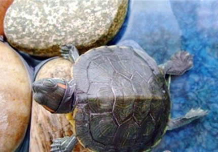 巴西红耳龟用深水还是浅水养好