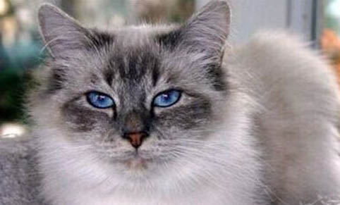 棉被芯被猫尿了怎么清理