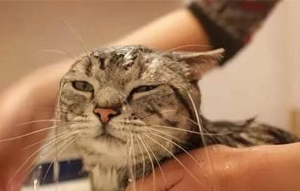 猫和狗哪个好养