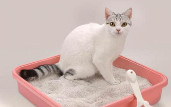 小猫呕吐白色泡沫的原因及处理方法