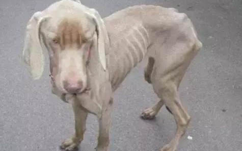 博美犬的品种分类