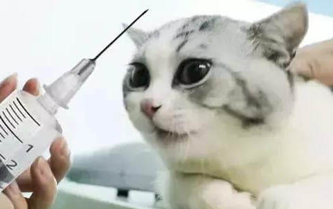 猫咪多久发情一次?