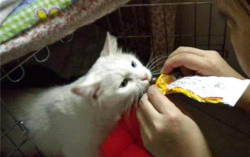 猫鼻子上有癣该怎么治疗
