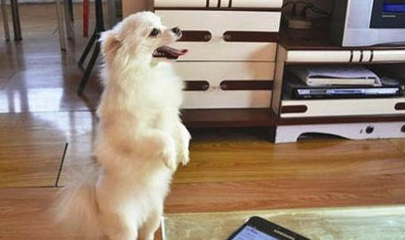 狗狗扑人如何纠正训练