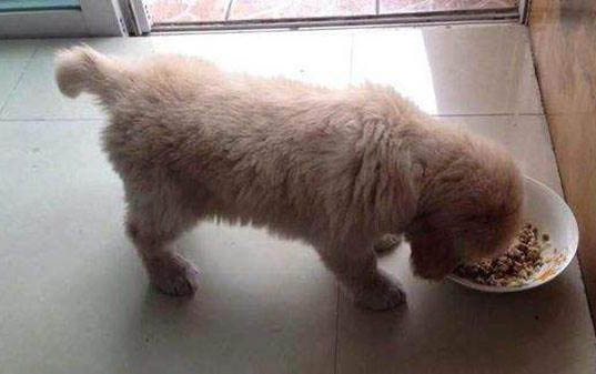 狗狗耳朵分泌物多是什么原因?