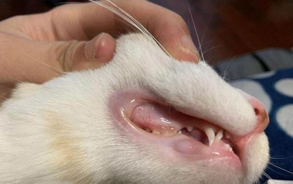 小猫要多久会走路