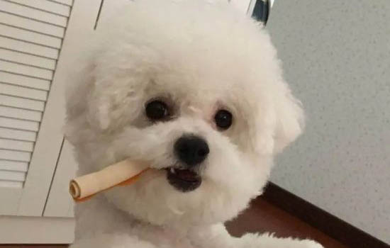 狗狗细小病毒有哪些