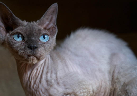 柯尼斯卷毛猫为什么会打嗝?如何处理及注意事项?