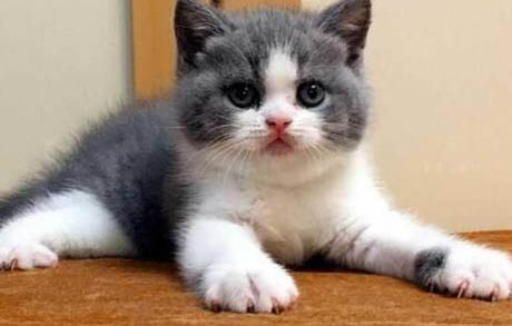 猫咪细小的症状有哪些