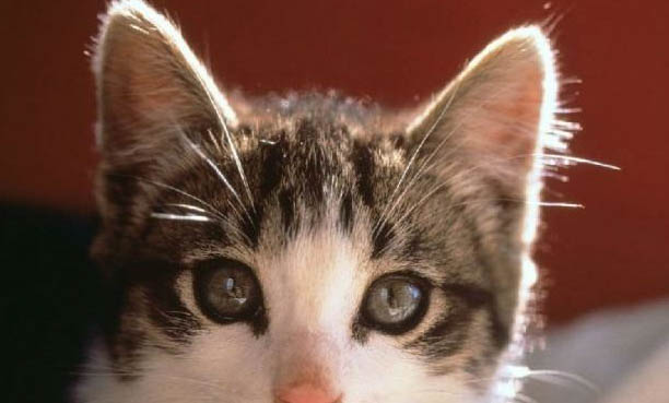 猫后腿骨折会自愈吗
