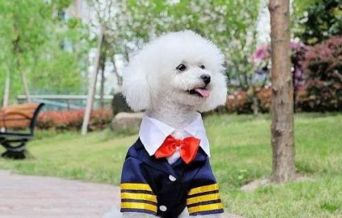 狗狗止痛药有哪些牌子?