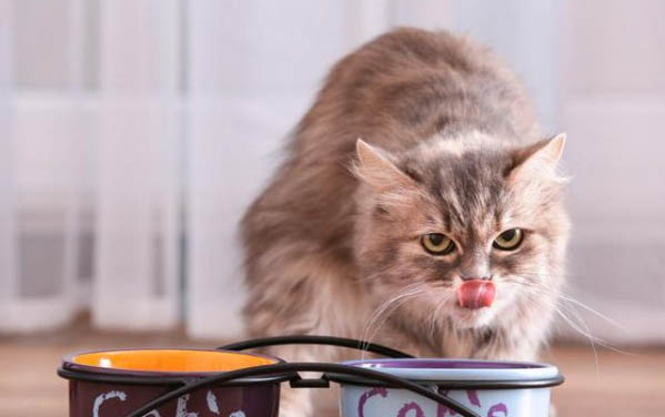 猫咪毛囊炎会传染给猫吗