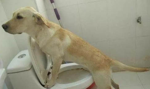 拉布拉多寻回犬消化不良能自愈吗
