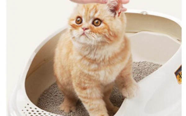 两个月小猫偶尔打喷嚏正常吗