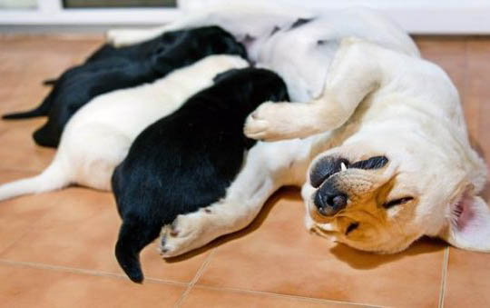 犬瘟治疗多久可以产生抗体