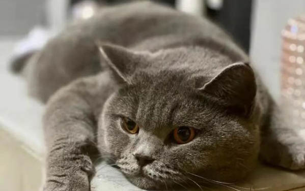 猫咪几天不吃东西了怎么办