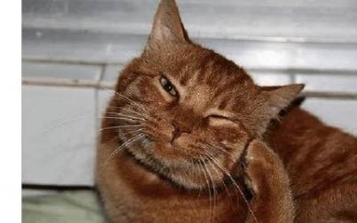为什么小猫身上会得猫癣