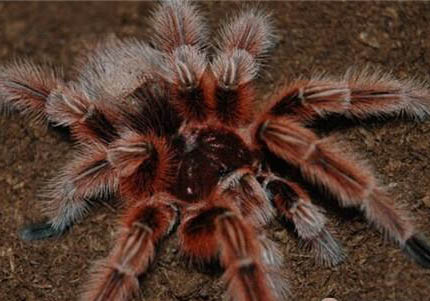 智利火玫瑰蜘蛛多少钱