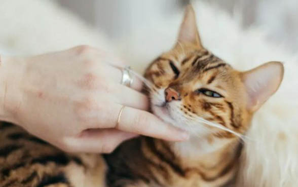 南通哪里有猫舍