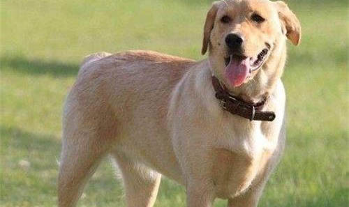 家中犬瘟死后多久才能养狗